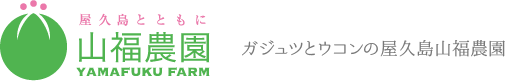 屋久島の春ウコン 屋久島山福農園　屋久島堂/