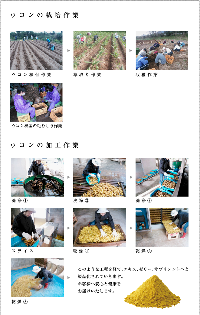 ウコンの栽培作業と加工作業