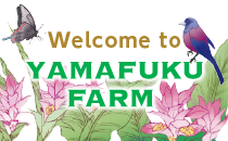 welcome to yamafuku farm